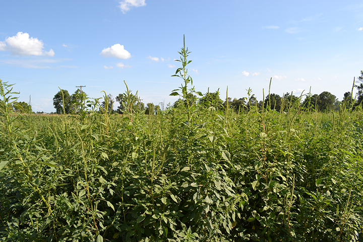 Image for: Multiple Herbicide Resistance in Palmer amaranth and Use of Gene Editing for its Management
