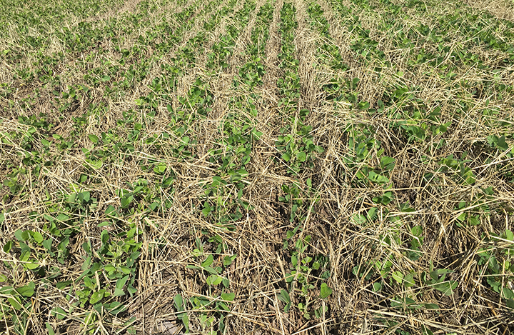 Image for: Effect of Cover Cropping Systems on Dryland Soybean Plant-vigor, Growth, and Yield