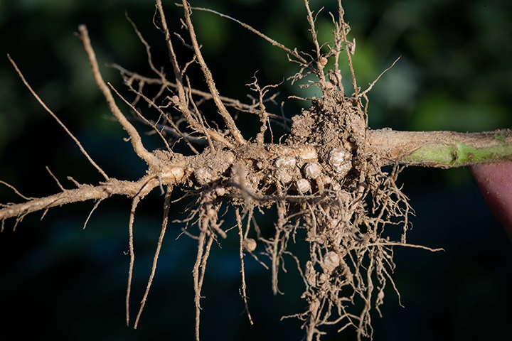 Image for: Evaluating SCN-resistant soybean varieties and nematode-protectant seed treatments to increase profitability for Iowa Soybean Farmers