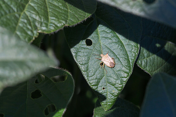 Image for: Stink bug management: Key for economic soybean production in Alabama
