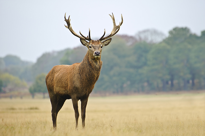 Image for: Case Study Testing Effectiveness of Deer Repellents under Extreme Deer Grazing