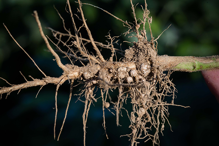 Image for: Assessing the impact of cover crops on SCN populations in field conditions